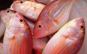 sankara seafood